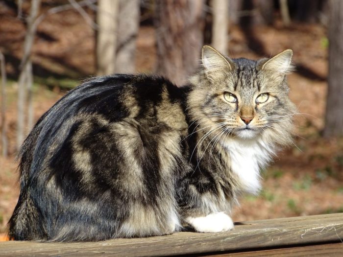 Obesidad obesos gordos gatitos diabetes desarrollar mundogatos felina grises acumulación consiste peso