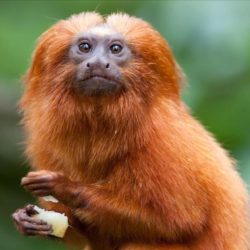 Lion tamarin golden zoo atlanta program zooatlanta