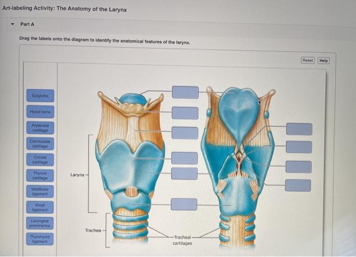 Art-labeling activity: anatomy of the larynx