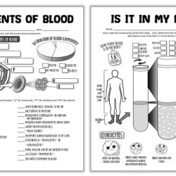 The wonderful world of blood worksheet