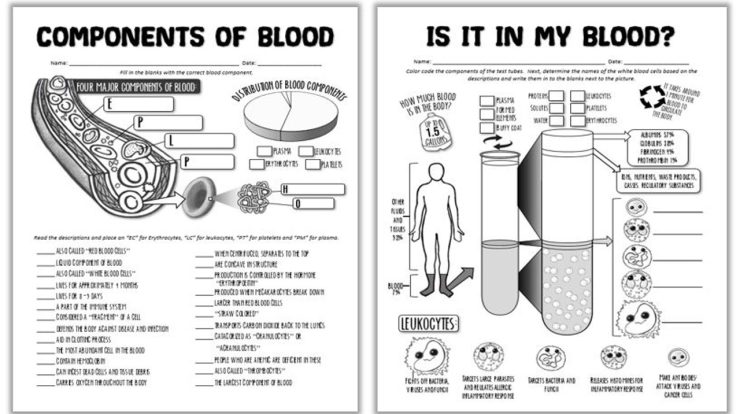 The wonderful world of blood worksheet