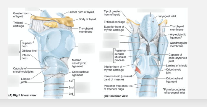 Art-labeling activity: anatomy of the larynx