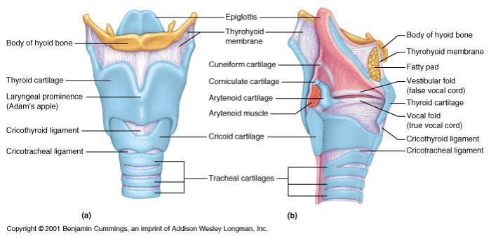 Larynx muscles laryngeal intrinsic lecturio dissection posterior