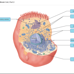 Labeling thyroid gland chegg