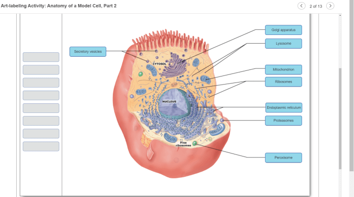 Labeling thyroid gland chegg