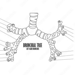 Art-labeling activity the structure of the bronchial tree