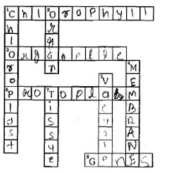 Photosynthesis crossword puzzle answer key pdf