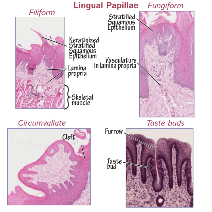 Match each type of lingual papillae to its anatomical description