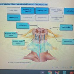 Anatomy hearing crista equilibrium inner vestibular structure nerve senses semicircular ampulla cupula canals canal function auditory sensory physiology audition nerves