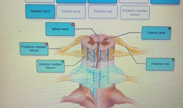 Anatomy hearing crista equilibrium inner vestibular structure nerve senses semicircular ampulla cupula canals canal function auditory sensory physiology audition nerves