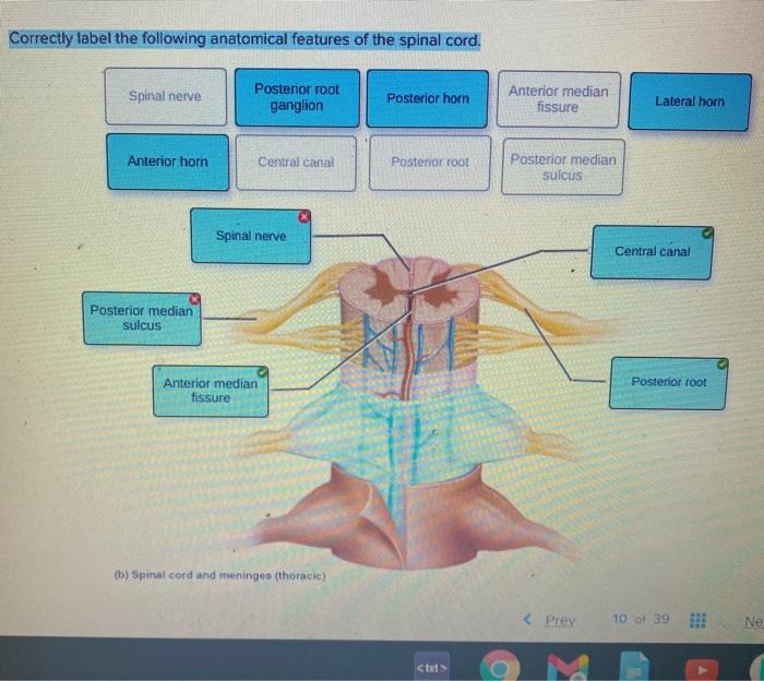 Anatomy hearing crista equilibrium inner vestibular structure nerve senses semicircular ampulla cupula canals canal function auditory sensory physiology audition nerves