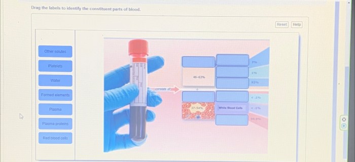 Drag the labels to identify the constituent parts of blood