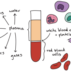 Technician anemia tech hematocrit veterinarian anatomie physiologie veterinary assistant tmfa medizin measure