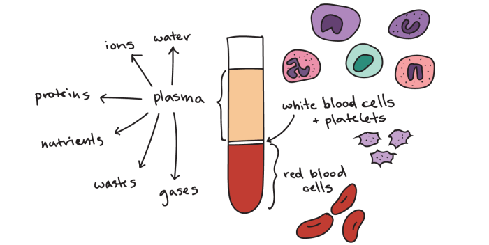 Technician anemia tech hematocrit veterinarian anatomie physiologie veterinary assistant tmfa medizin measure