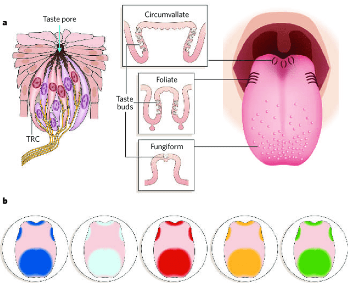 Match each type of lingual papillae to its anatomical description