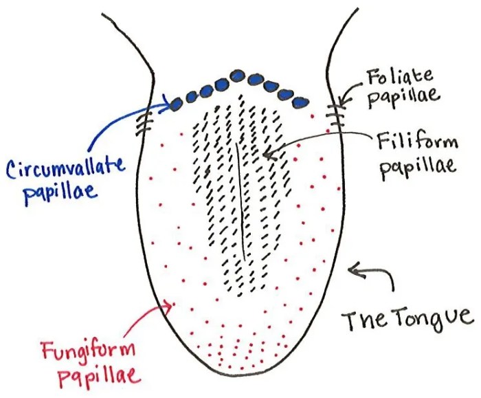 Fungiform papilla papillae histology filiform lab section tissue tip uky module1 edu