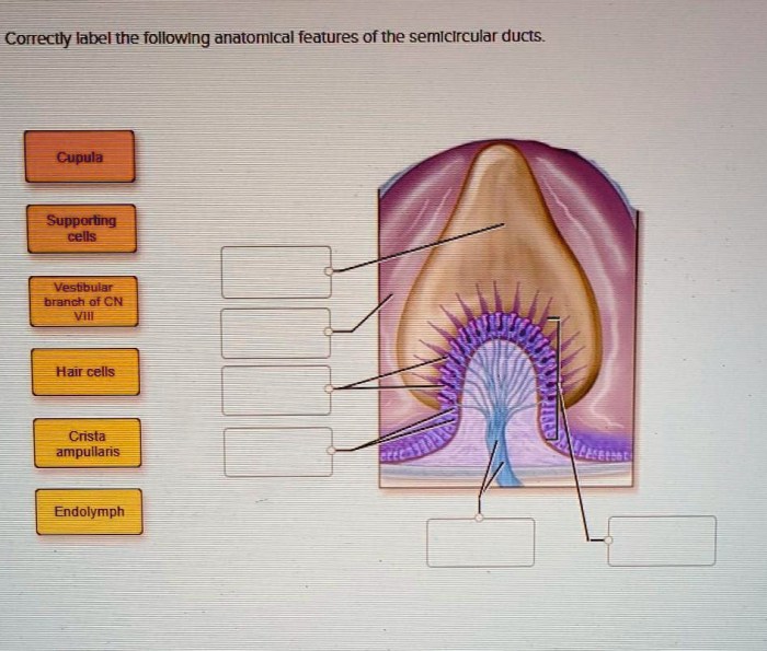 Correctly label the following anatomical features of the semicircular ducts.