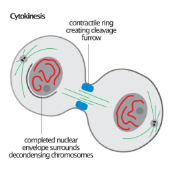 Which of the following statements is true of cytokinesis