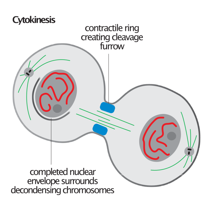 Which of the following statements is true of cytokinesis