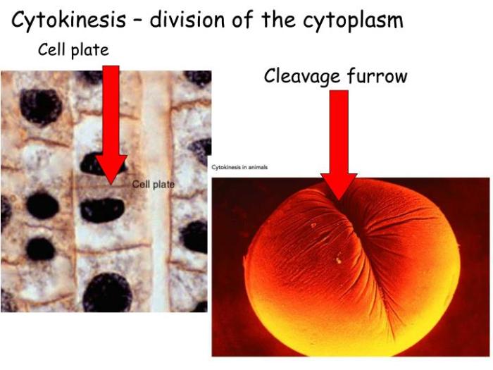 Which of the following statements is true of cytokinesis