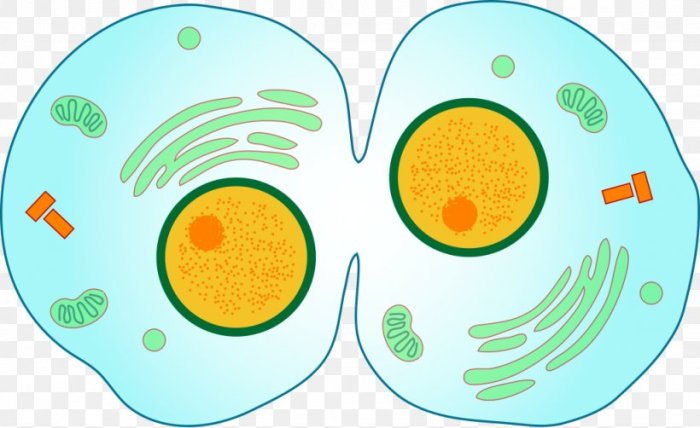 Cytokinesis mitosis cell citocinesis eukaryotic palabras capitulo divides cytoplasm pressbooks humanbiology