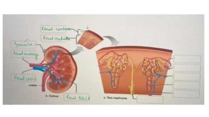 Correctly label the following anatomical features of the semicircular ducts.