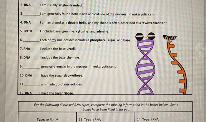 Amoeba sisters video recap dna replication worksheet answers