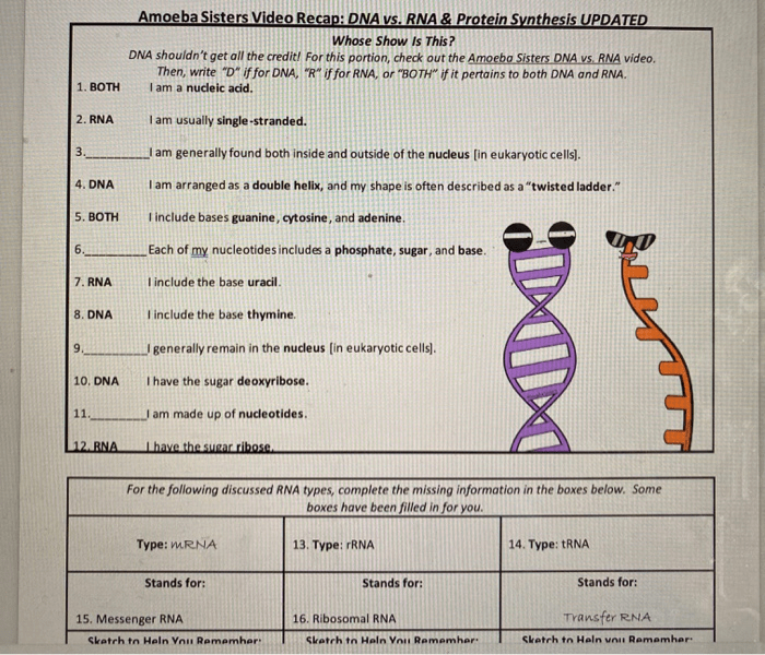 Amoeba sisters video recap dna replication worksheet answers