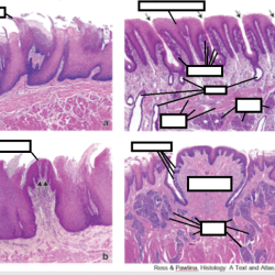 Taste buds circumvallate papilla papillae histology labeled slide gland bacheca scegli una